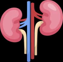 Kidney Test