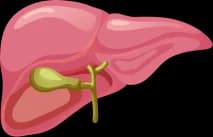 Liver Test