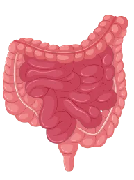 Gastro Intestinal