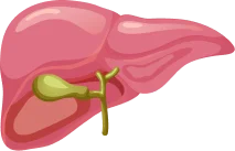 Liver Test